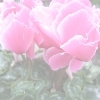 06112906.IMG_3558~1.JPG